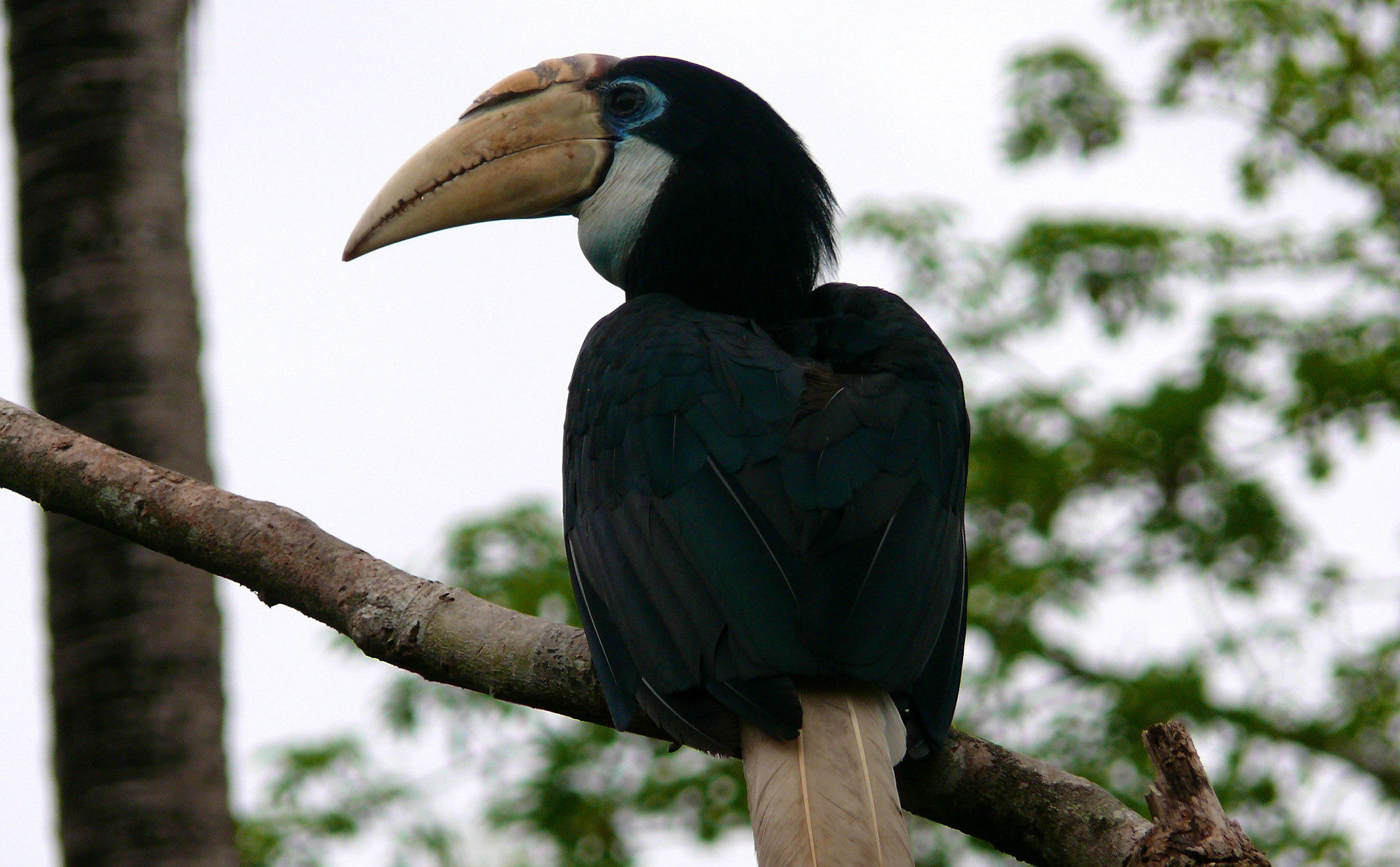 Cagar Burung dan Anggrek Papua Menampilkan Kekayaan Keanekaragaman Hayati Indonesia