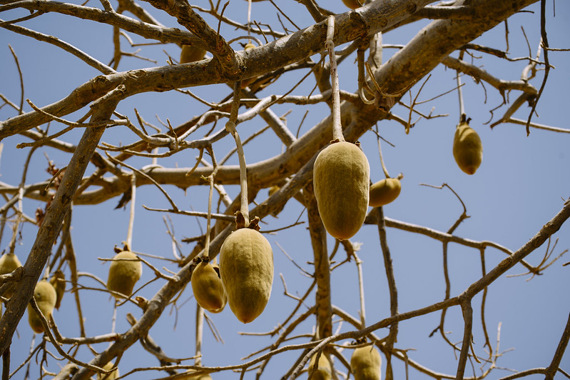 Baobab fruit hang from tree branches