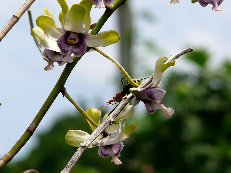 Bird and orchid sanctuary in Papua showcases the rich biodiversity of Indonesia
