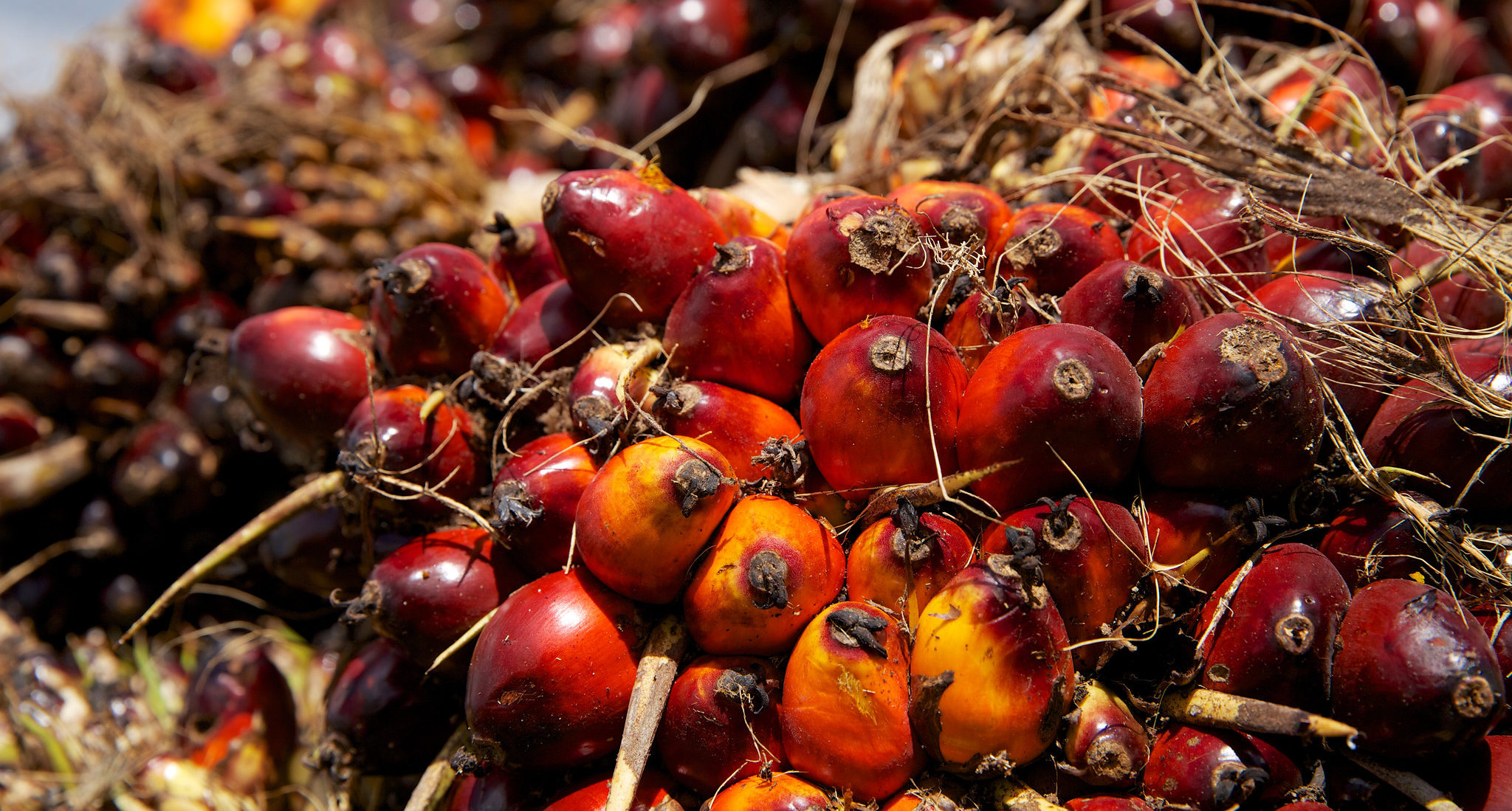 Petani Kelapa Sawit Indonesia Perlu Didukung untuk Peroleh Sertifikasi