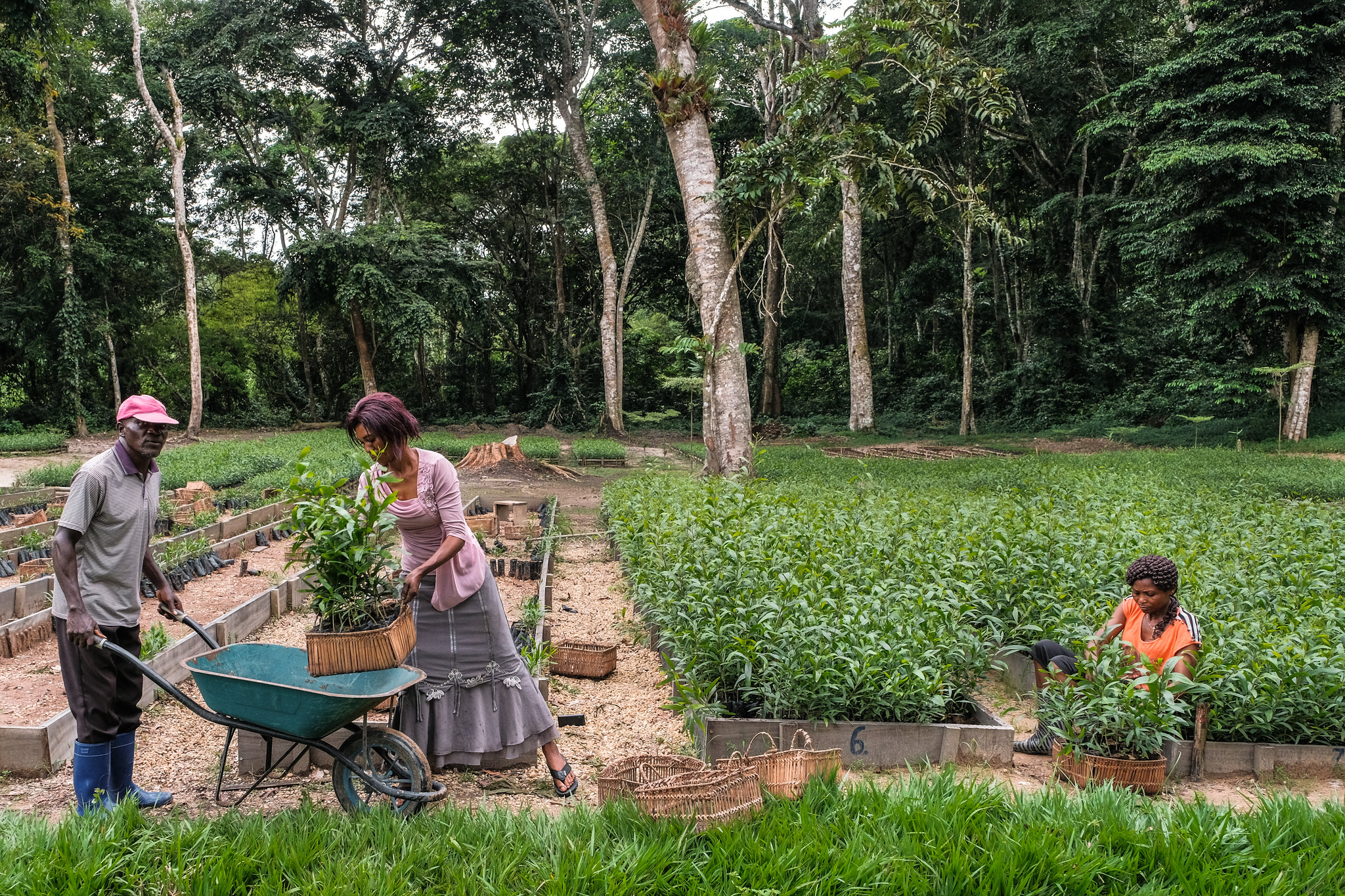Yangambi : bâtir un paysage durable qui donne la priorité aux populations