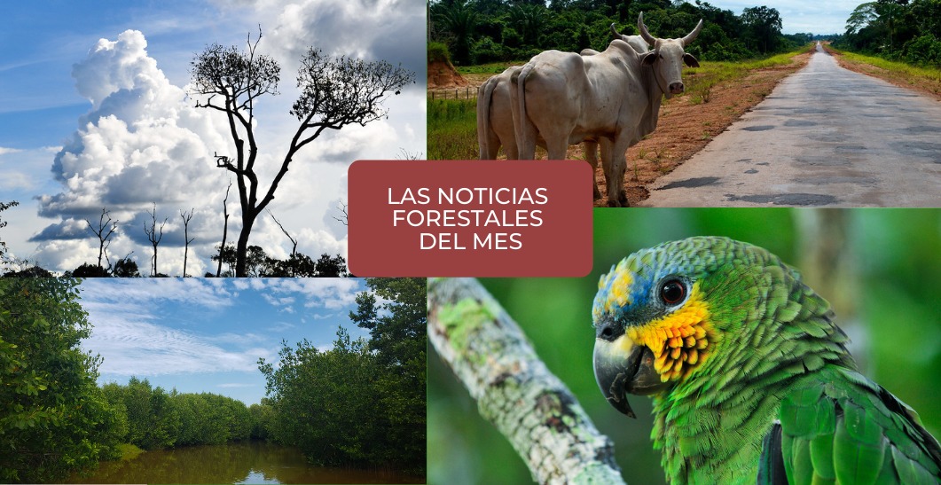 Ponte al día: Cinco noticias forestales que destacaron en el primer mes del 2021