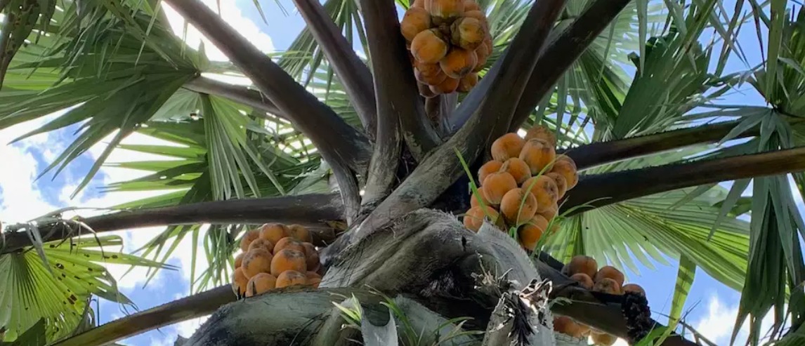 ‘Food trees’ can help meet nutritional and landscape restoration targets