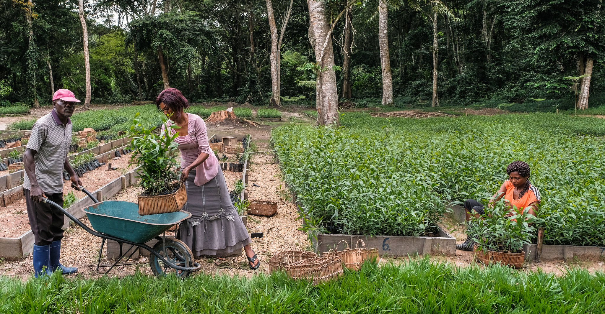 Yangambi: Building a sustainable landscape that puts people first