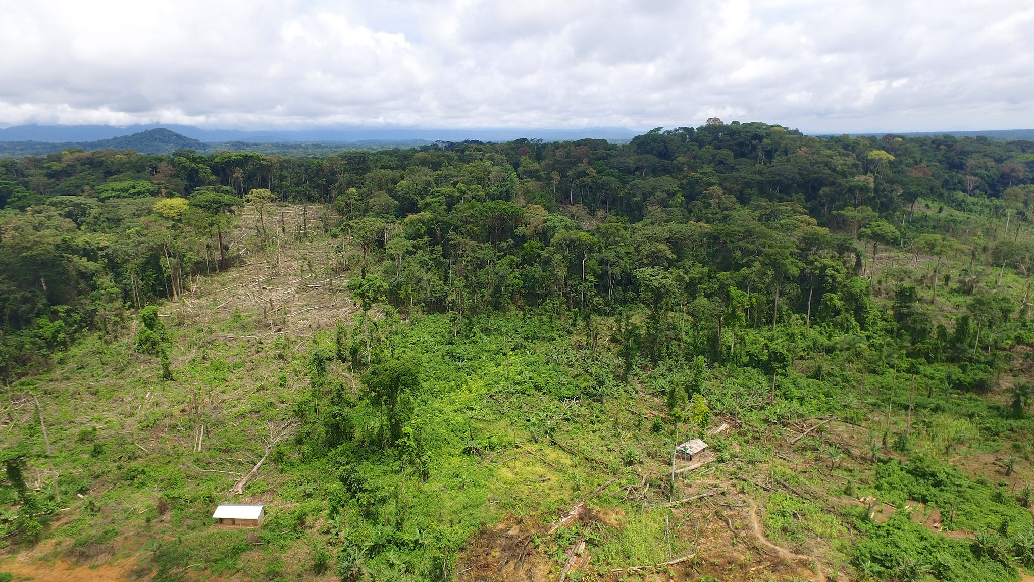 Déforestation au Cameroun : quelles méthodes de détection pour quelles décisions politiques ?