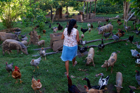 A decorative photo featuring a woman standing surrounded by pigs and chickens in a penned area