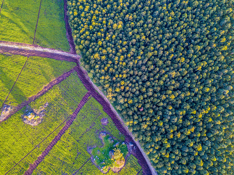 Seeking solutions for sustainable charcoal production in Kenya’s Mau forest