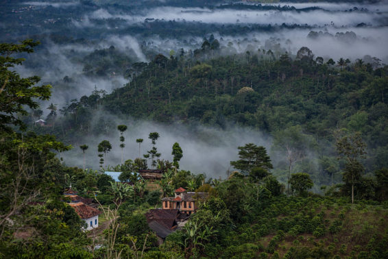 View of houses in a forest