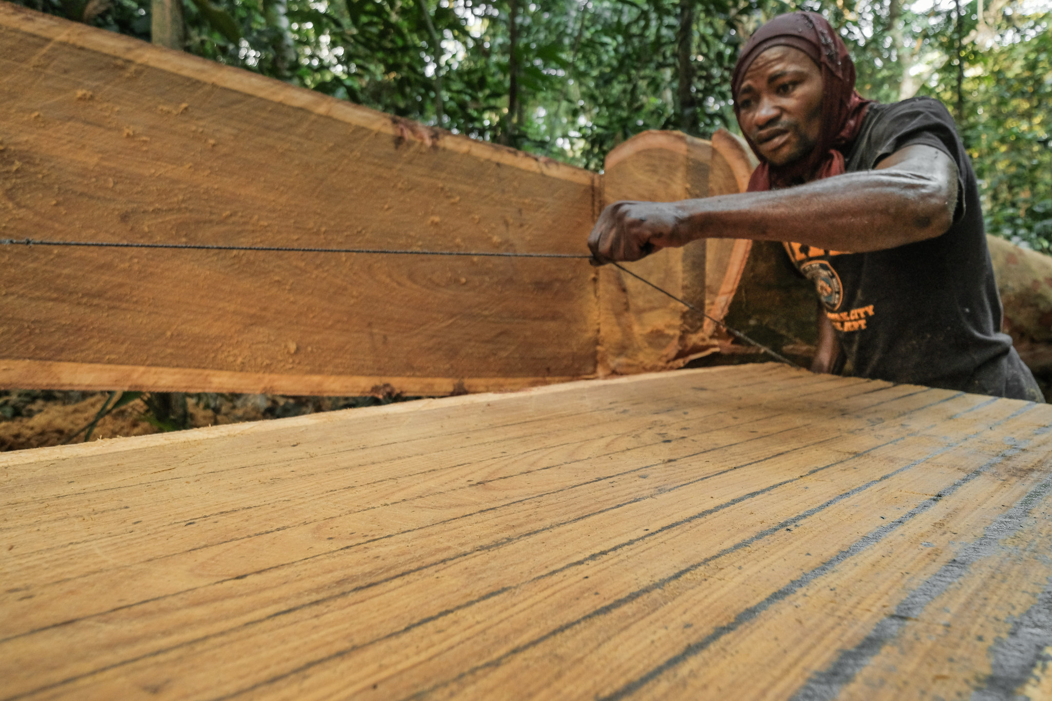 Los bosques y los árboles en el centro de un nuevo paradigma económico: la bioeconomía