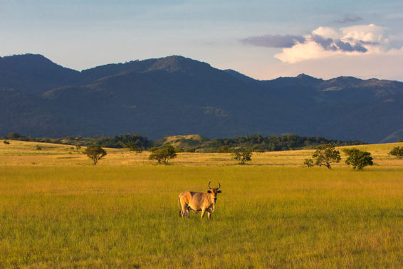 A decorative picture shows a steer in a field at sunset against a forested mountain backdrop