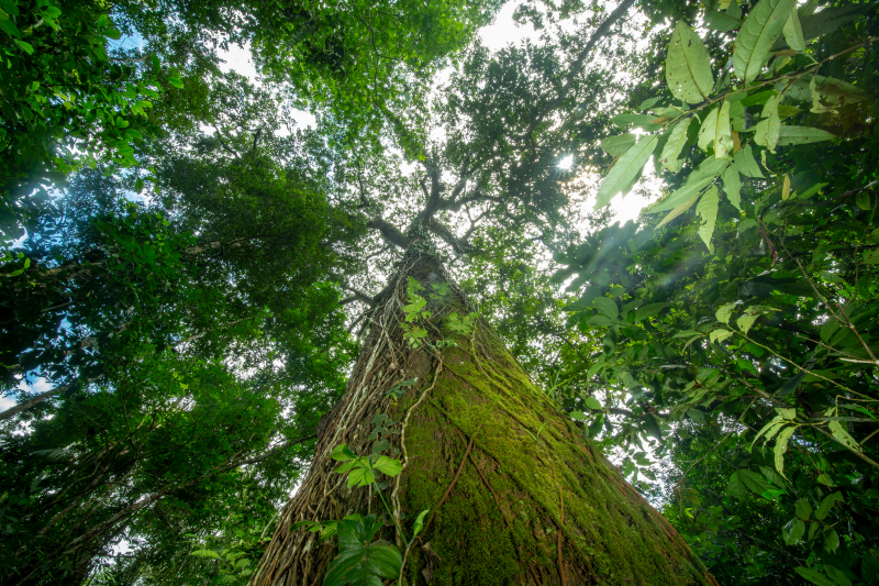 Una etapa decisiva para restaurar los paisajes forestales, por el planeta y las personas
