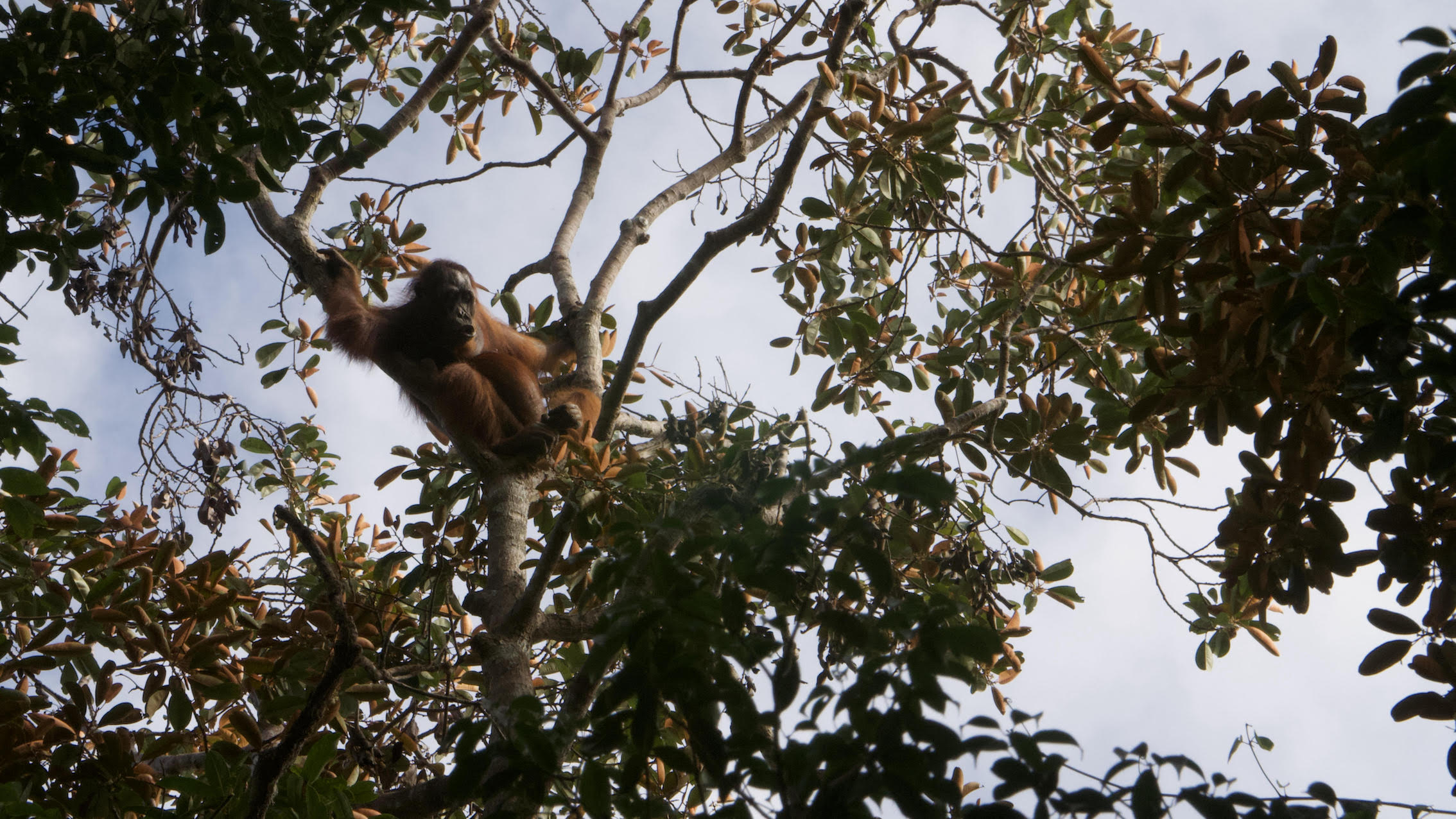 Wanted: A balanced assessment of the ecological impact of all vegetable oils