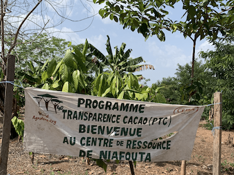 Cocoa in Ivory Coast to benefit from ‘companion trees’