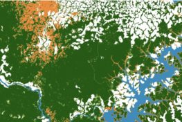 Satellite image of forest