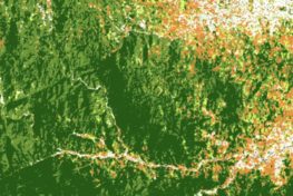 Satellite image of forest