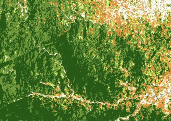 Satellite image of forest