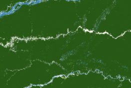 Satellite image of forest