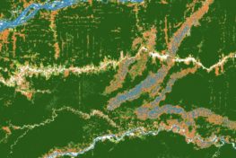Satellite image of forest