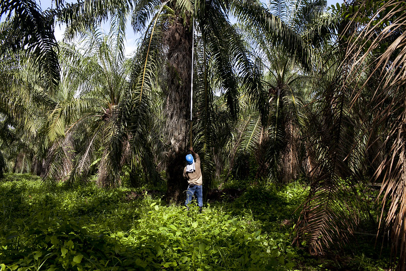 An oil palm worker is shown from behind working with a long hook to take out oil palm kernels