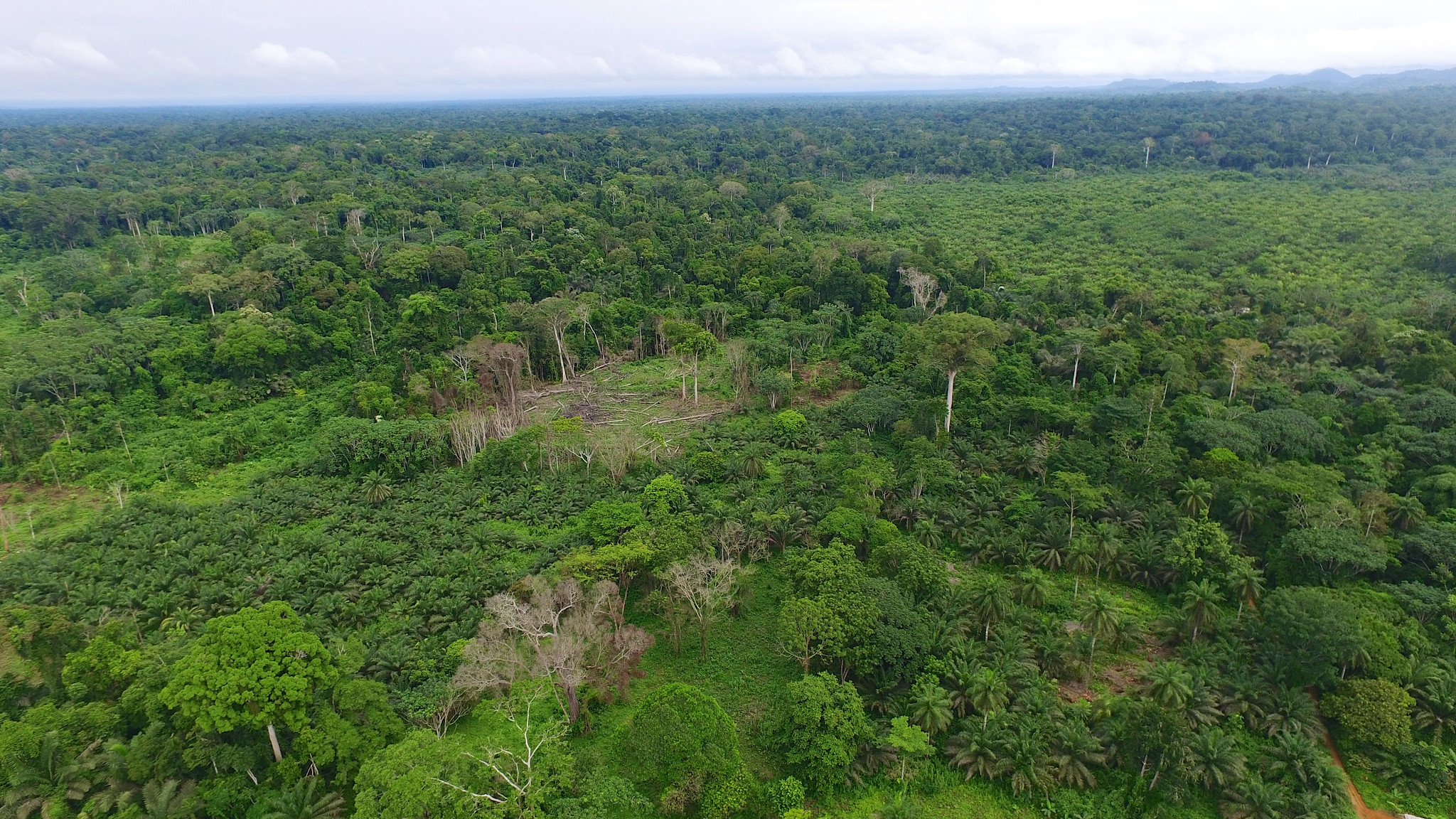 On the road to sustainable palm oil production in Cameroon