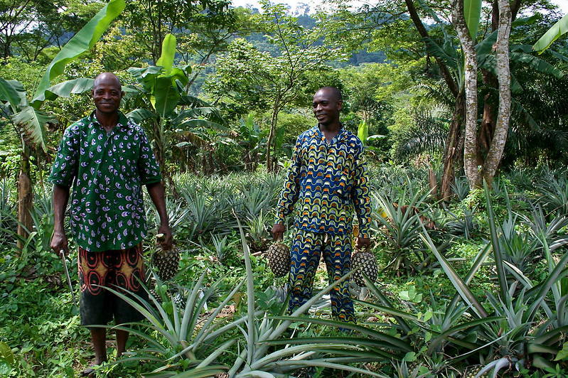 Two men stand in a forested area holding pineapples