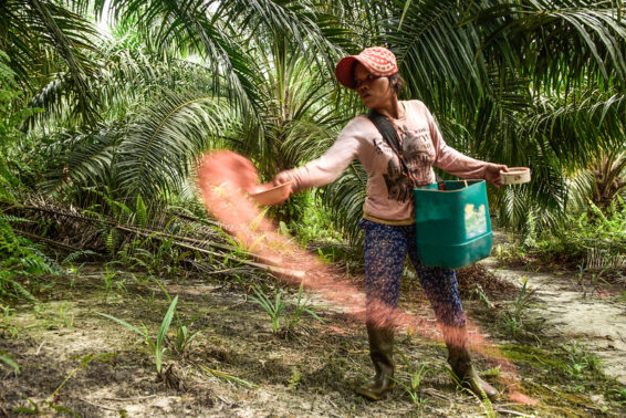 A woman wearing a bag on her side, scatters fertilizer from a bowl