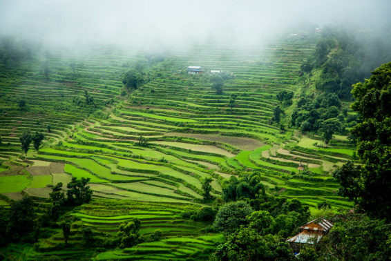 A vibrant terraced hillside landscape