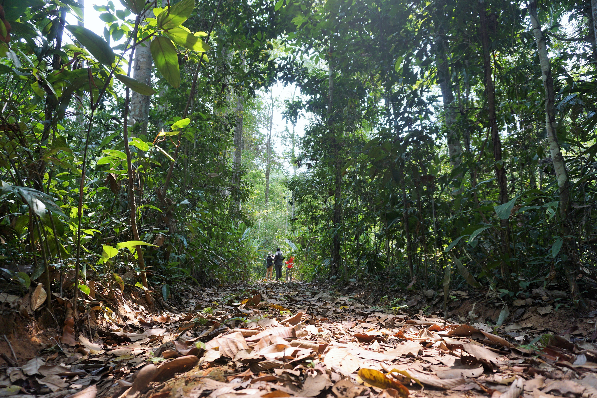 Asociaciones participativas en la Amazonía peruana muestran avances promisorios para la implementación de REDD+