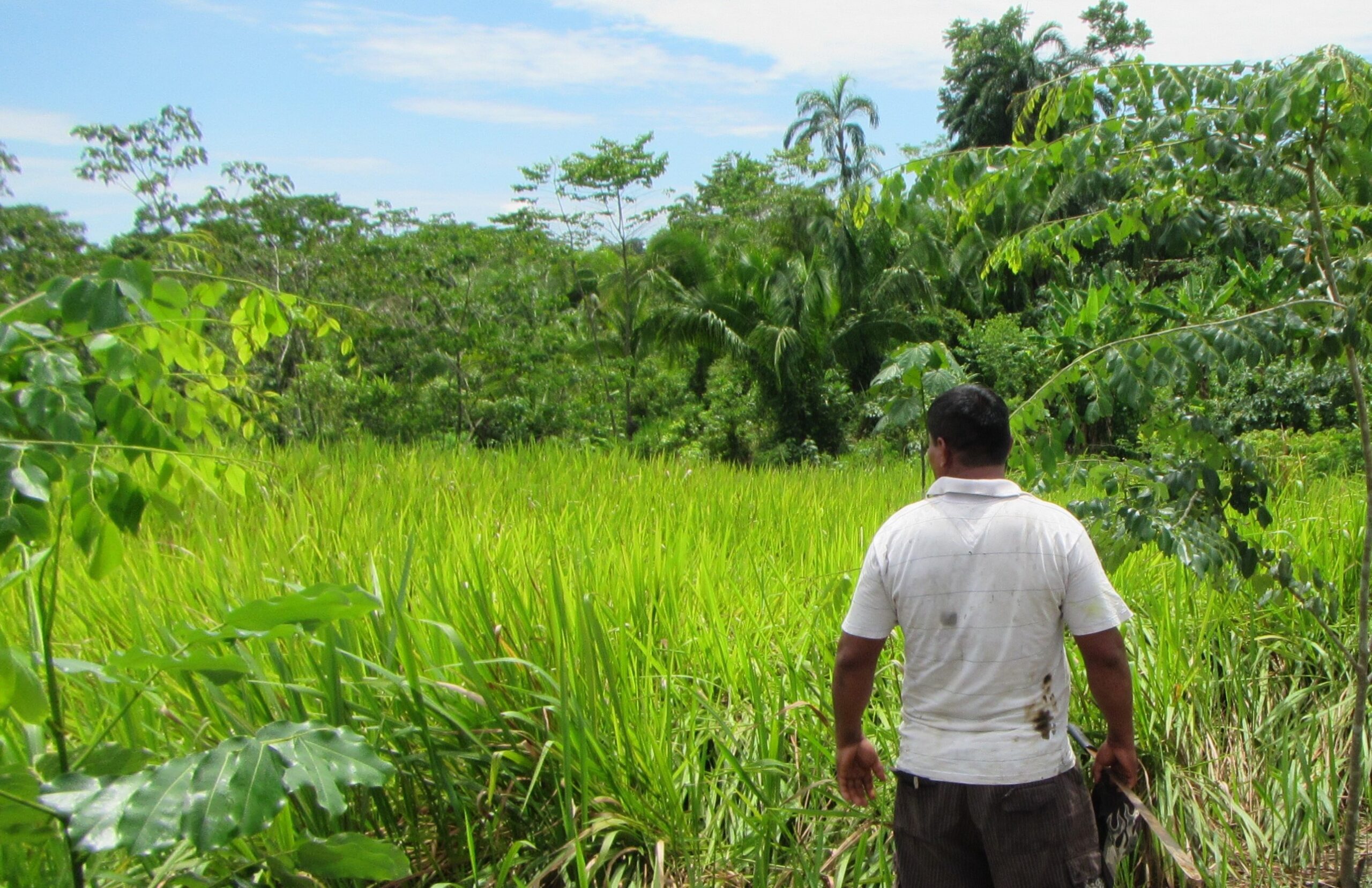 Perú: ¿Pueden las CUSAF reducir la deforestación y ofrecer medios de vida sostenibles?
