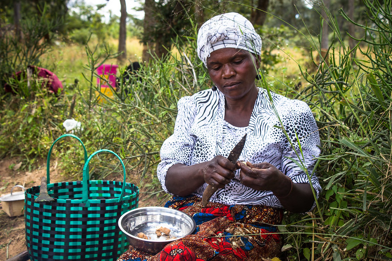 Scientists urge greater role for forests in policies on food security and nutrition