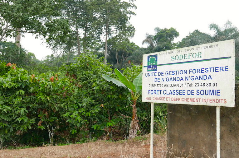 A sign is shown on the roadside by cocoa trees