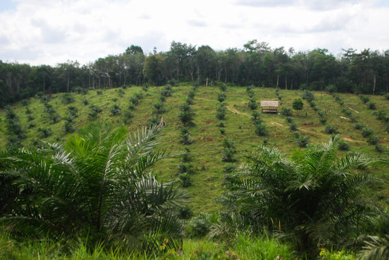 Palm trees in rows