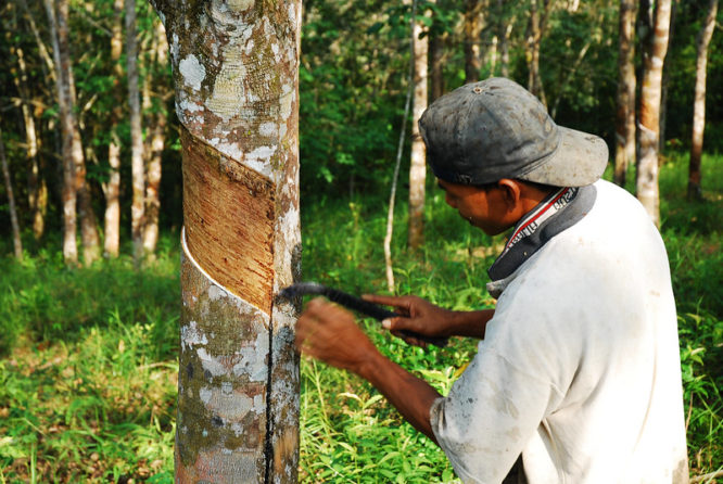 Farmers benefit from planting rubber and nut trees in agroforestry ...