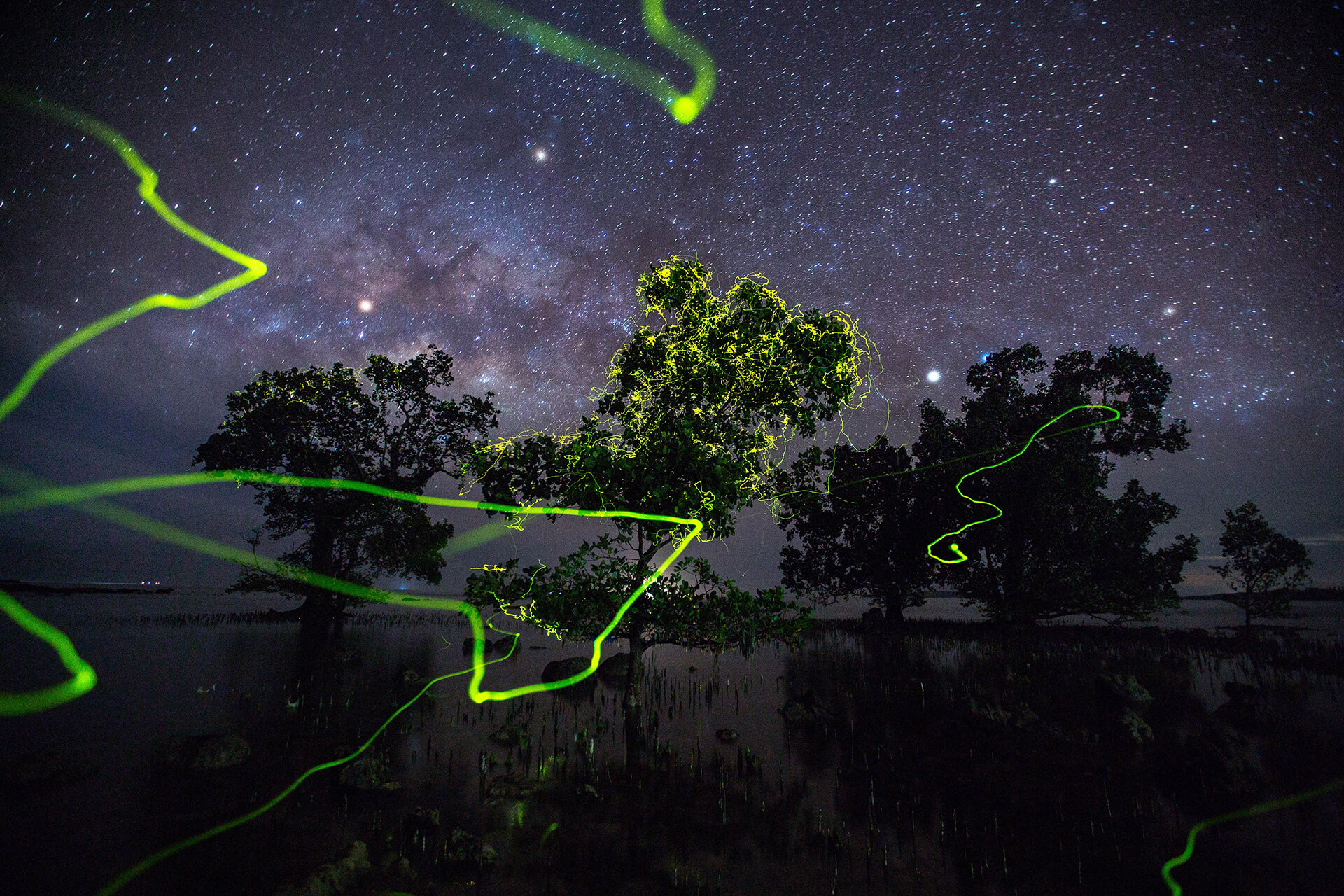 Mangrove Photography Awards: Highlighting valuable ecosystems