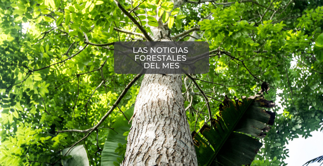 Su selección de fin de mes: las noticias forestales de mayo que no puede perderse