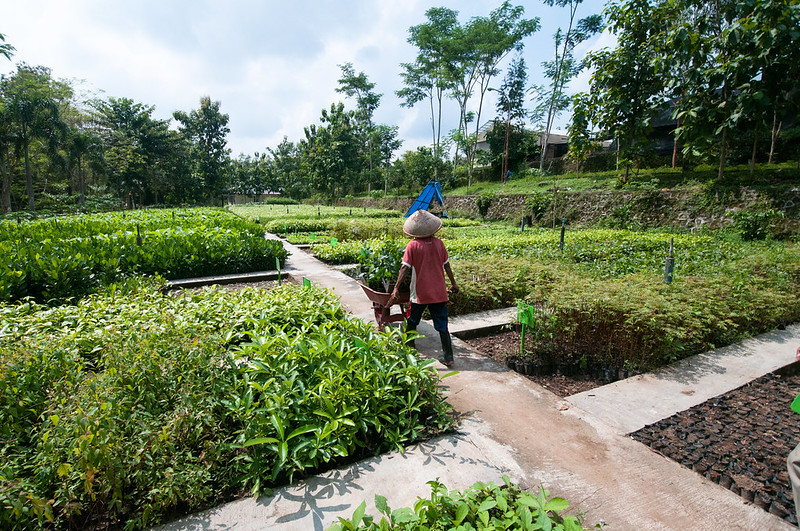 Landscape sustainability in Indonesia depends on good governance, study finds
