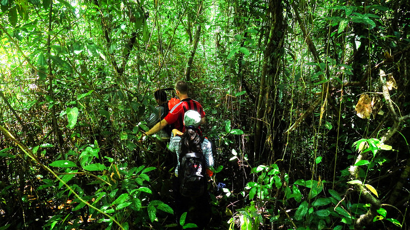 Pact aims to curtail planet-warming emissions from carbon-rich peatlands