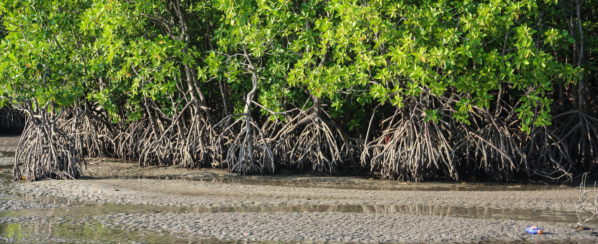 Kiprah Generasi Muda Pelestari Mangrove