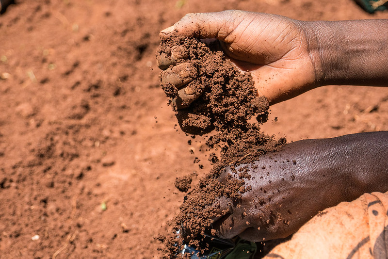 A close up of hands holding soil