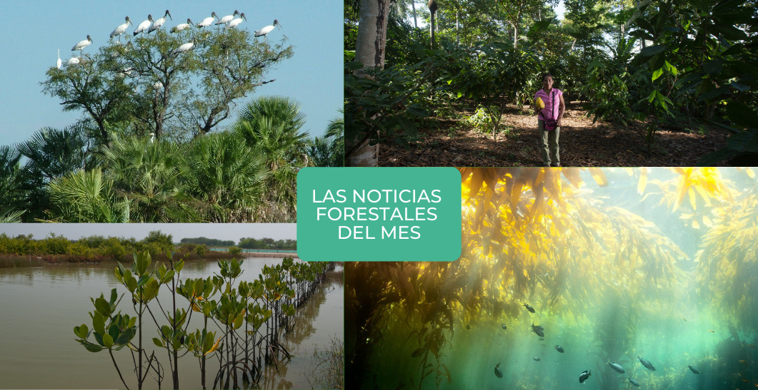 ¿Qué paso en junio? Las noticias forestales del mes