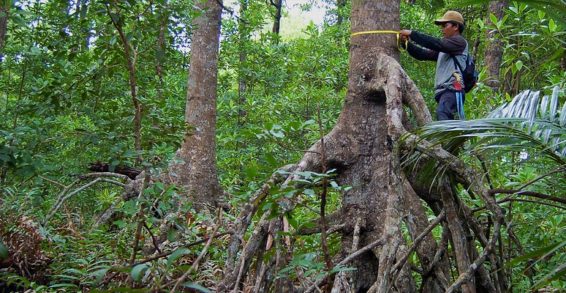 A man stands on the root of a mangrove and measures the trunk with a tape measure
