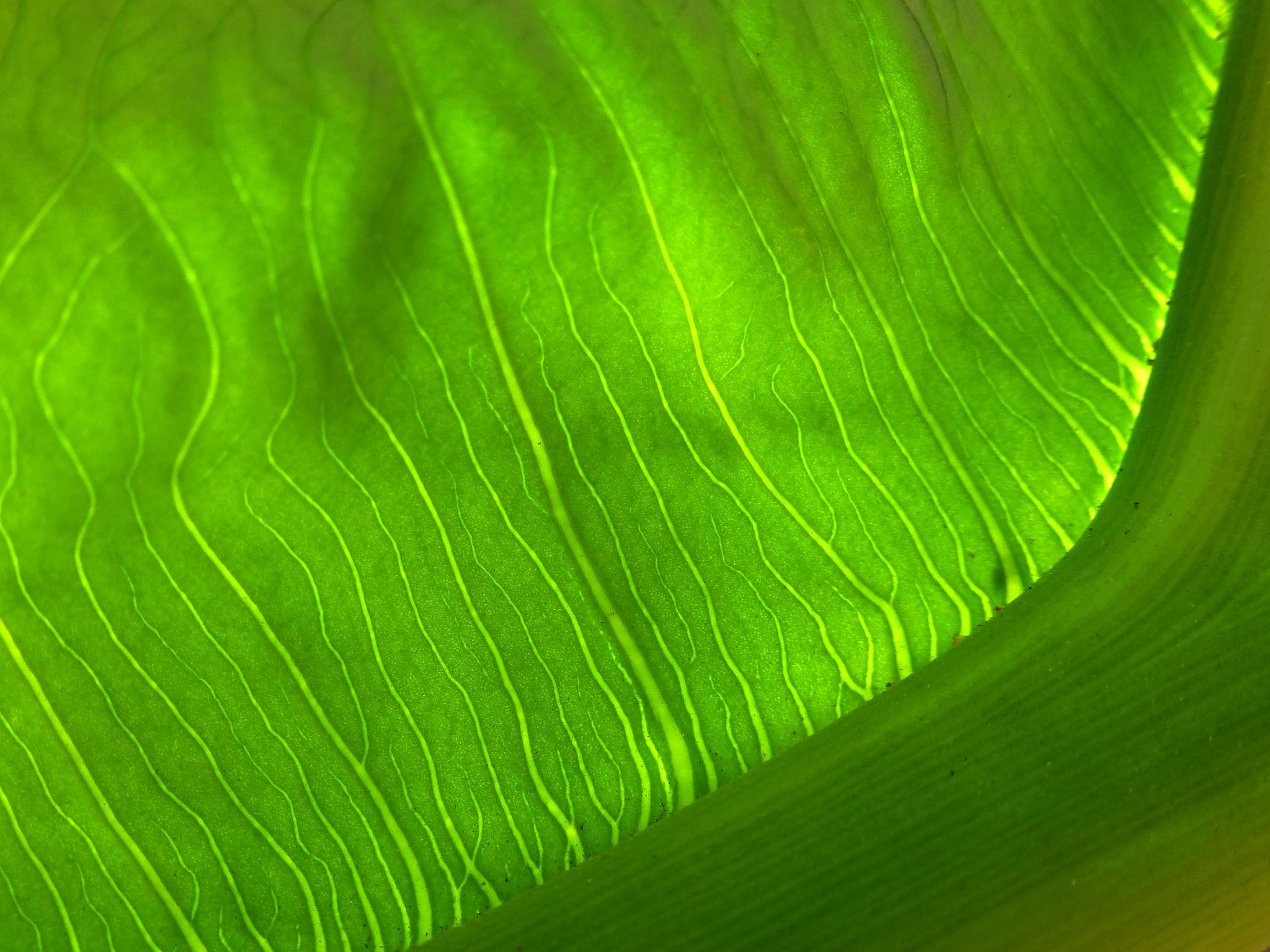 Conoce el software capaz de predecir cambios genéticos de las plantas a causa del cambio climático