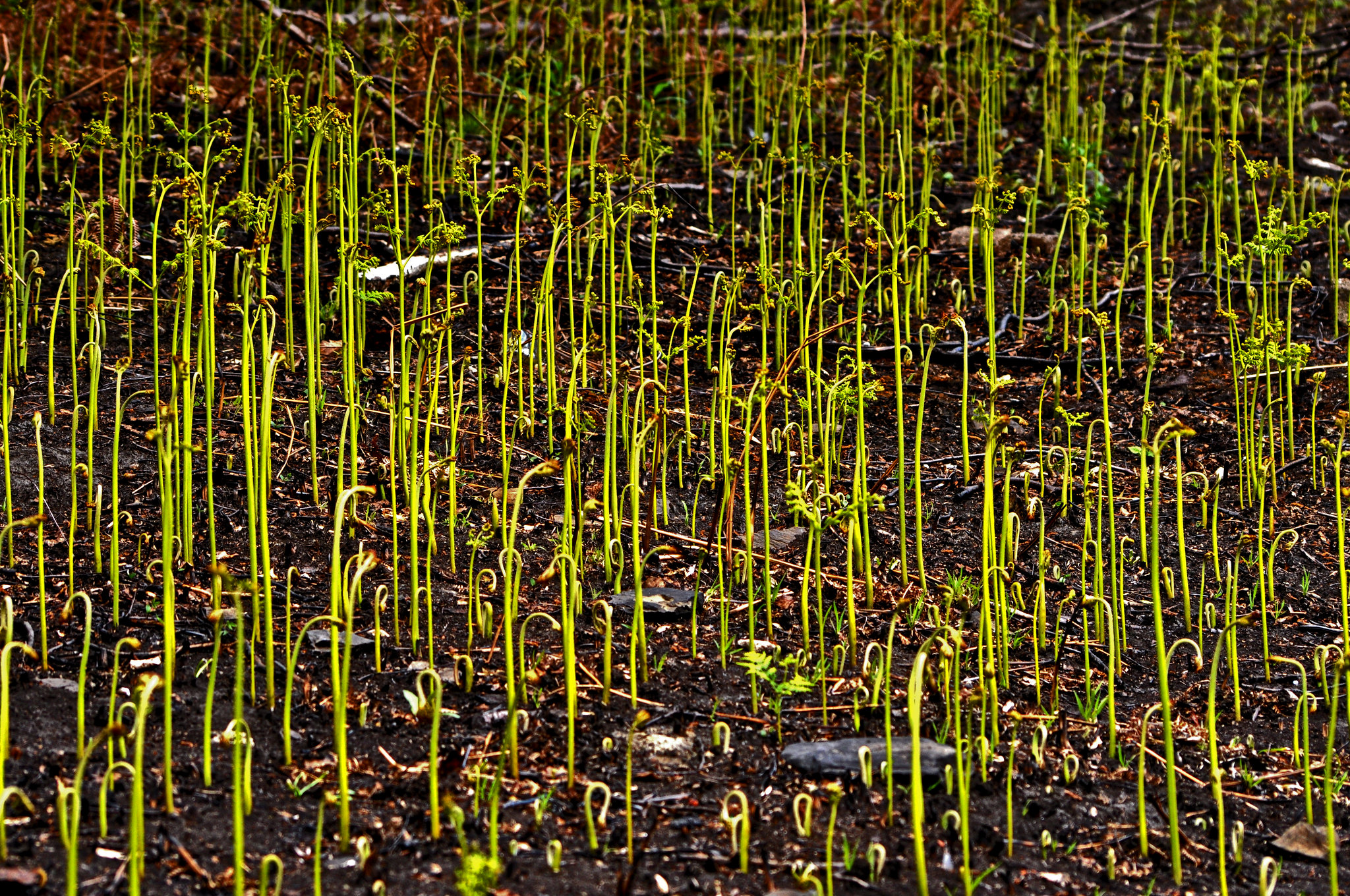 When does technological change in agriculture promote deforestation?