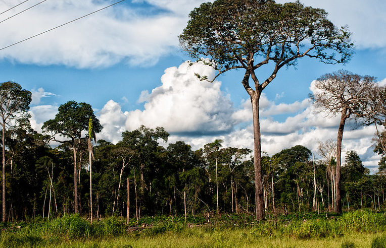 ¿Qué pasó en agosto?: Su selección de noticias forestales del mes
