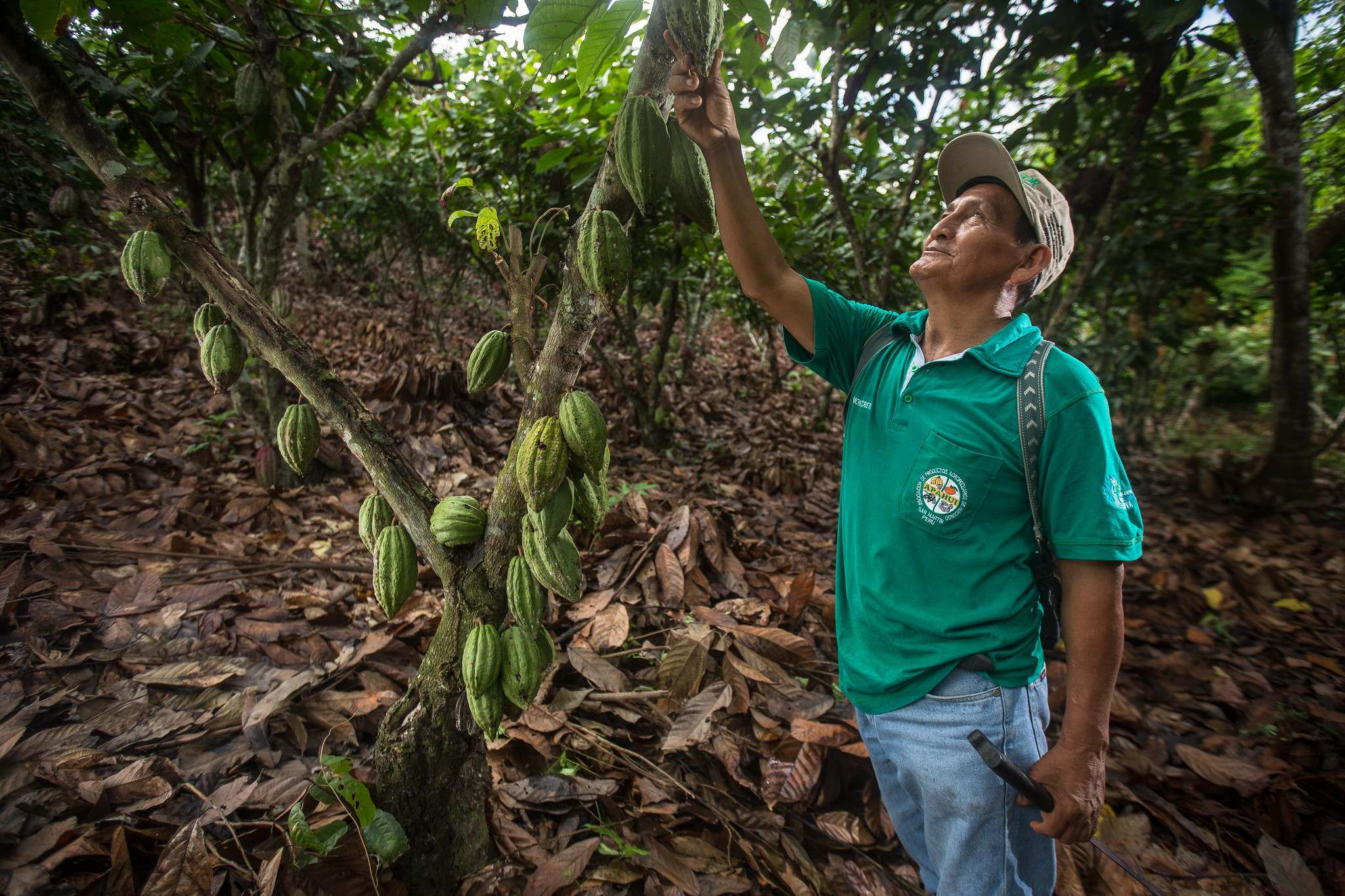 El cacao con sombra puede proteger los bosques: esto es lo que hace falta