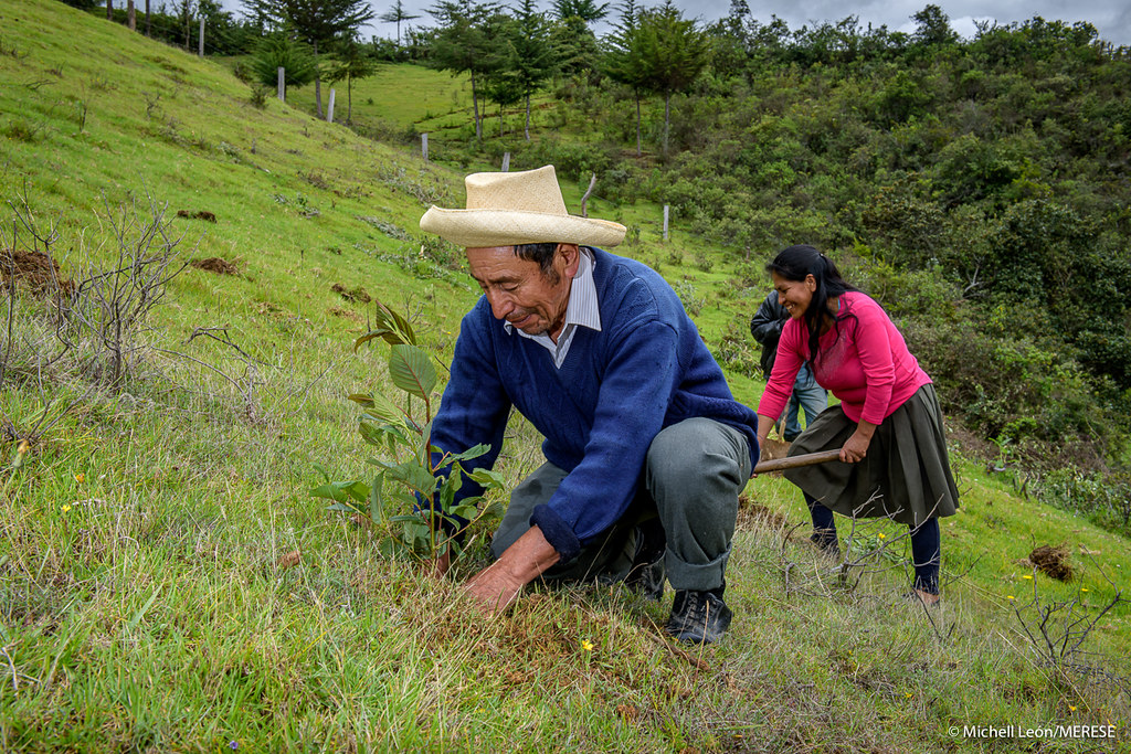 Perú apuesta por un enfoque integral y participativo para restaurar sus ecosistemas forestales