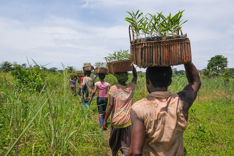 People carry baskets on their heads and walk through a plantation