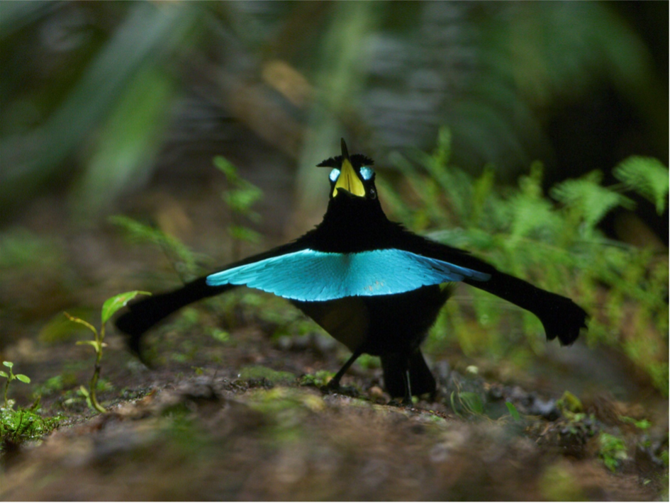 Deforestation from road expansion jeopardizes ecosystems in Indonesian New Guinea