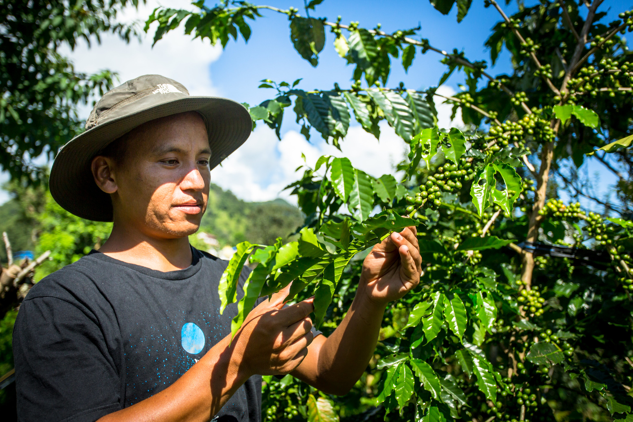 Los árboles tienen un papel clave en la creación de sistemas alimentarios sostenibles