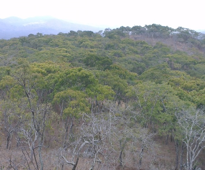 Understanding forest change in Tanzania opens door for improved management